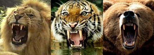 Lions, Tigers, Bears